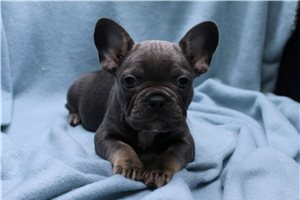 Kaiden - French Bulldog for sale