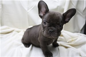 Zahara - puppy for sale