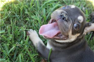 Edison - French Bulldog for sale