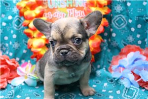 Finn - French Bulldog for sale