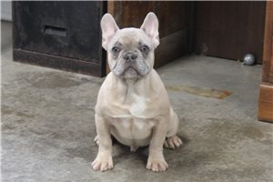 Vander - puppy for sale