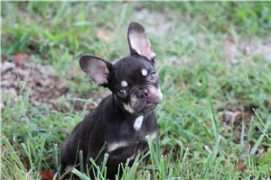 Elliot - French Bulldog for sale