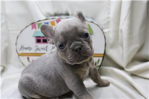 Chester - French Bulldog for sale
