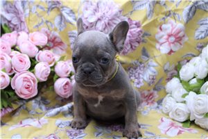 Chester - French Bulldog for sale
