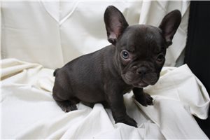 Zion - French Bulldog for sale
