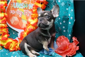 Ericson - French Bulldog for sale