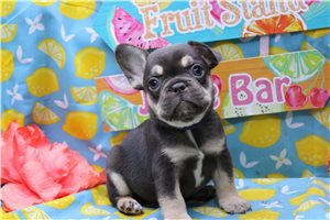 Ericson - French Bulldog for sale
