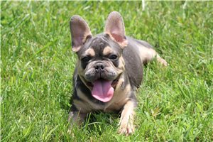 Oakley - French Bulldog for sale