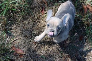 Kyle - French Bulldog for sale