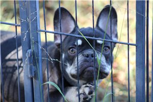 Elliot - French Bulldog for sale