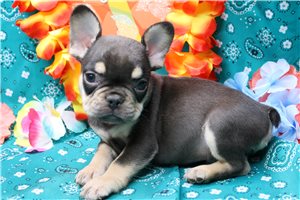 Edison - French Bulldog for sale