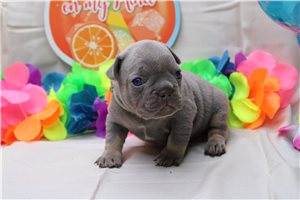Camden - puppy for sale