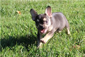 Ericson - French Bulldog for sale
