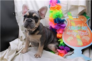 Oakley - puppy for sale