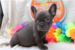 Zahara - French Bulldog for sale