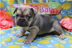 Finn - puppy for sale