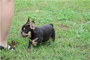 Edison - French Bulldog for sale