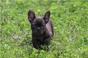Zahara - French Bulldog for sale