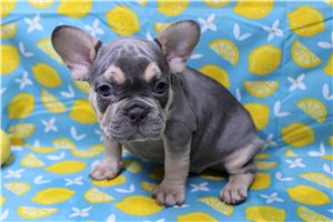 Oakley - French Bulldog for sale