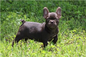 Zion - French Bulldog for sale