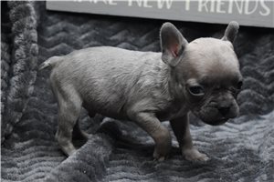 Pharoah - puppy for sale