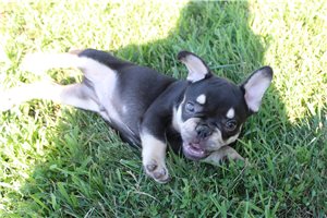 Elvis - puppy for sale