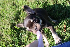 Elliot - puppy for sale