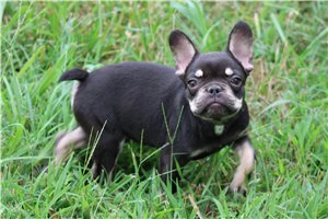 Elliot - French Bulldog for sale