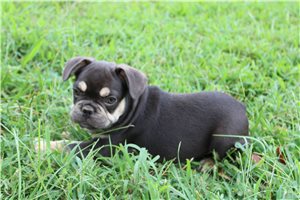 Ericson - French Bulldog for sale