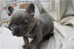Charlene - French Bulldog for sale