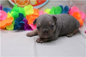 Colter - French Bulldog for sale