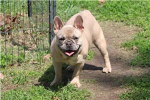 Vander - French Bulldog for sale