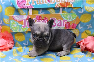 Fletcher - puppy for sale