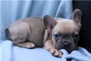 Kendrick - puppy for sale
