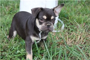 Ericson - French Bulldog for sale