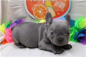 Zane - French Bulldog for sale