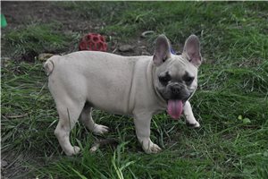 Petey - French Bulldog for sale
