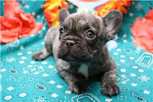 Frankie - French Bulldog for sale
