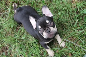 Elvis - French Bulldog for sale