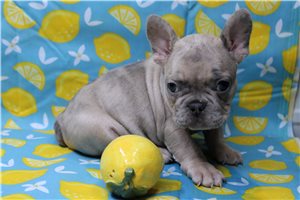 Ocean - French Bulldog for sale