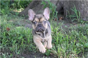 Finn - French Bulldog for sale