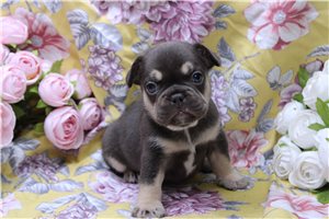 Ericson - French Bulldog for sale