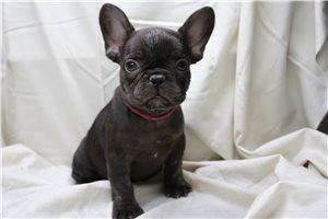 Zelda - French Bulldog for sale