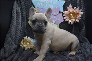 Petey - French Bulldog for sale
