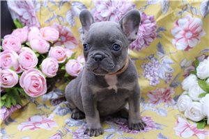 Charlene - French Bulldog for sale