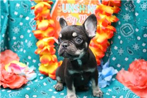 Elliot - French Bulldog for sale