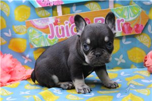 Elliot - French Bulldog for sale