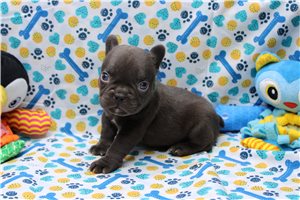 Zion - puppy for sale
