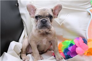 Ocean - puppy for sale