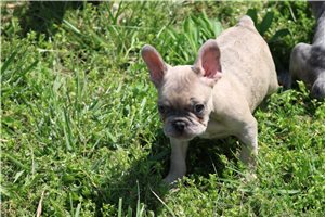 Ocean - French Bulldog for sale